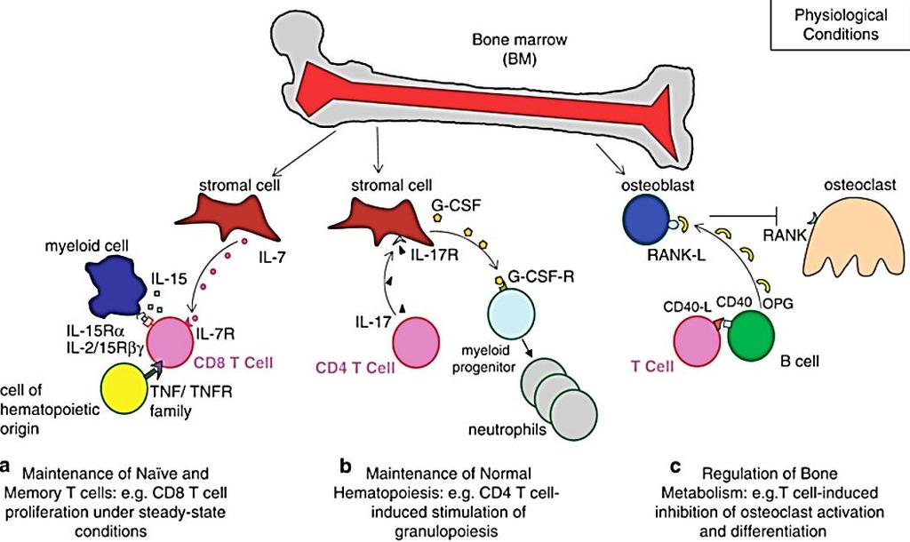 Bone marrow T-cells, physiology Di