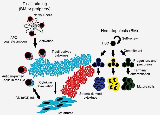 Bone marrow T-cells, physiology