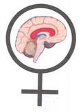 Tips Female Brains Some may listen better if they re doing something with their hands (knit, draw, take notes, crochet) Male