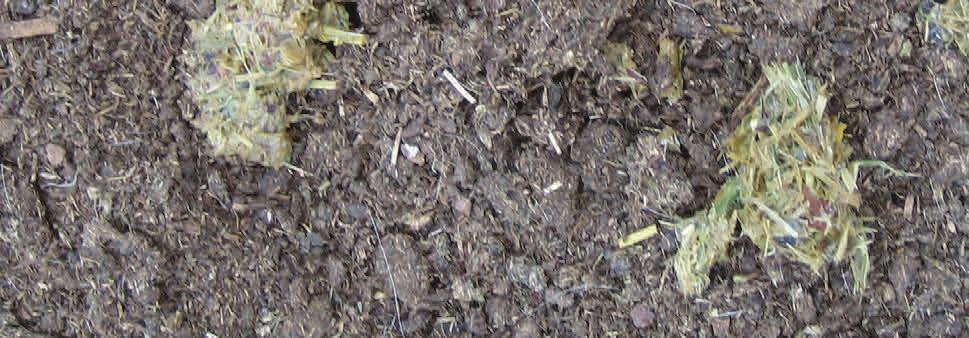 Animal Variable manure. Manure pats small and firm or so, bubbly (acido c looking) with undigested fiber or grain. Cud chews or regurgitated feed.