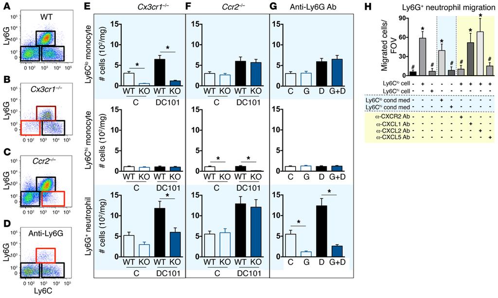 Figure 4. Ly6C lo monocyte infiltration during anti-vegfr2 treatment recruits neutrophils via CXCL5.