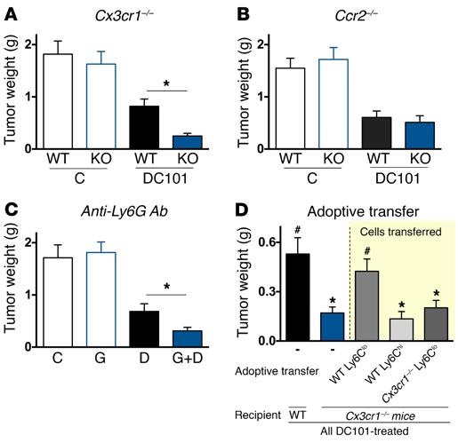 The Journal of Clinical Investigation Figure 5. Blockade of CX3CR1-dependent infiltration of Ly6C lo monocytes improves efficacy of anti-vegfr2 therapy.