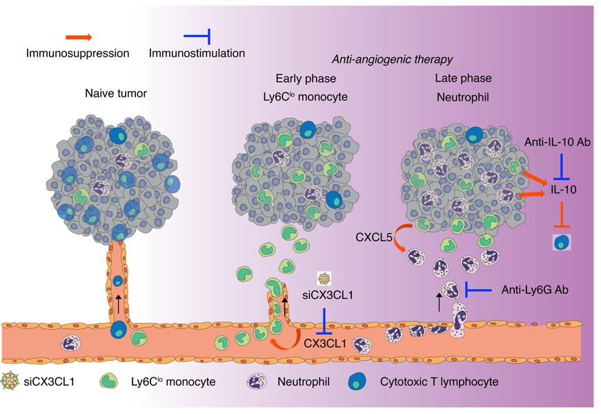 Figure 8. Proposed mechanism of antiangiogenic therapy induced immunosuppression.