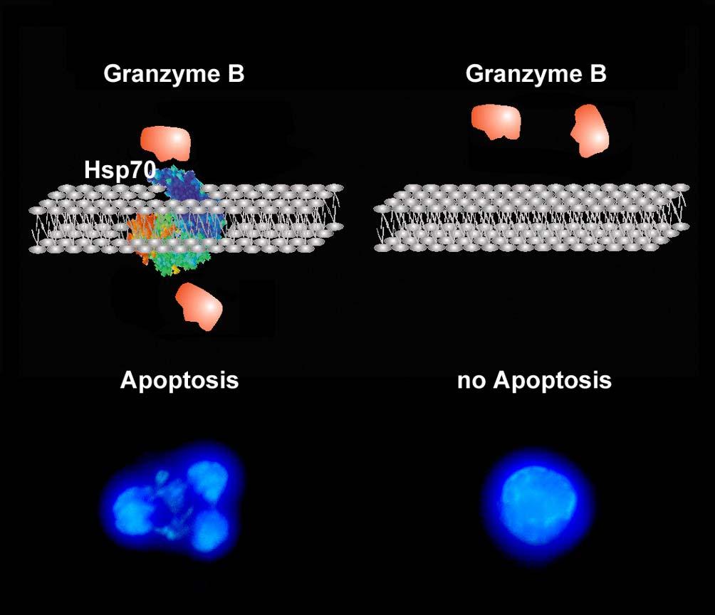 -NK interaction Mechanism of kill: Granzyme B (mi-apo) initiates apoptosis in positive tumors membrane