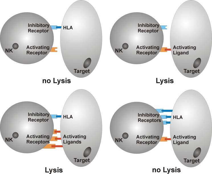 NK ligands Missing self hypothesis HG.
