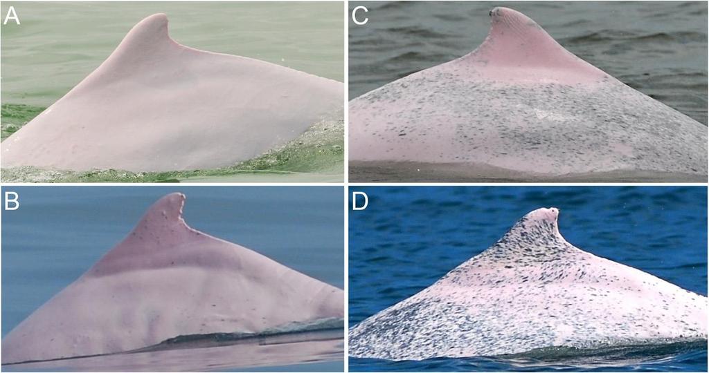 Figure 1. Sampling locations of Taiwanese humpback dolphin (Sousa chinensis taiwanensis) analyzed in Wang et al. (2015c). The green shaded area represents the known distribution of these dolphins.