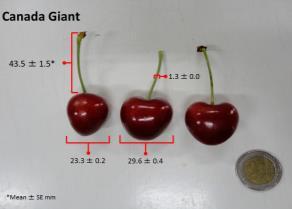 7 th International Cherry Symposium, Plasencia, Spain Qualitative [Objective] analyses Weight loss (%) Respiration rate Soluble solids content (%) Titratable acidity (% malic acid) Color (L*,a*, b*)