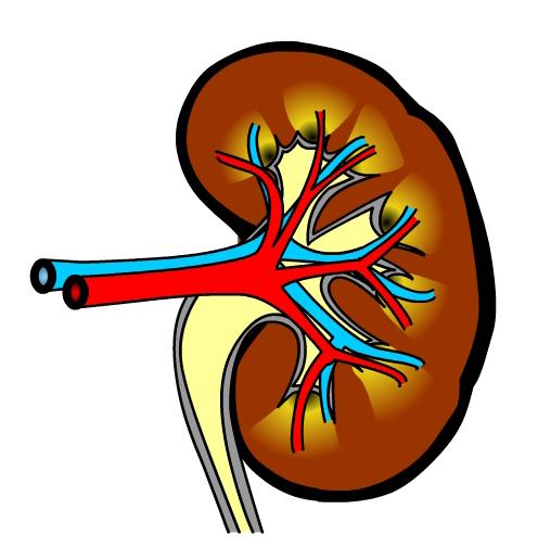 5. Complete the chart below to indicate what substances should be present in the: clean blood that leaves the kidney through the renal vein urine that leaves the kidney in the ureter Clean blood in