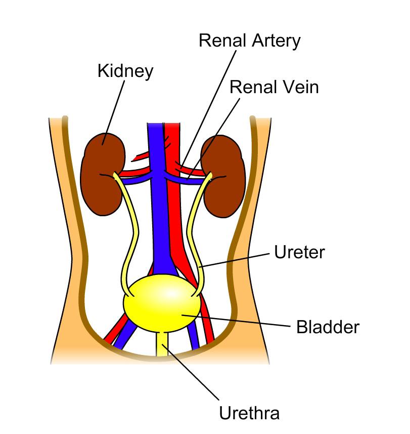 Figure 4: Structures in the Urinary System 20.