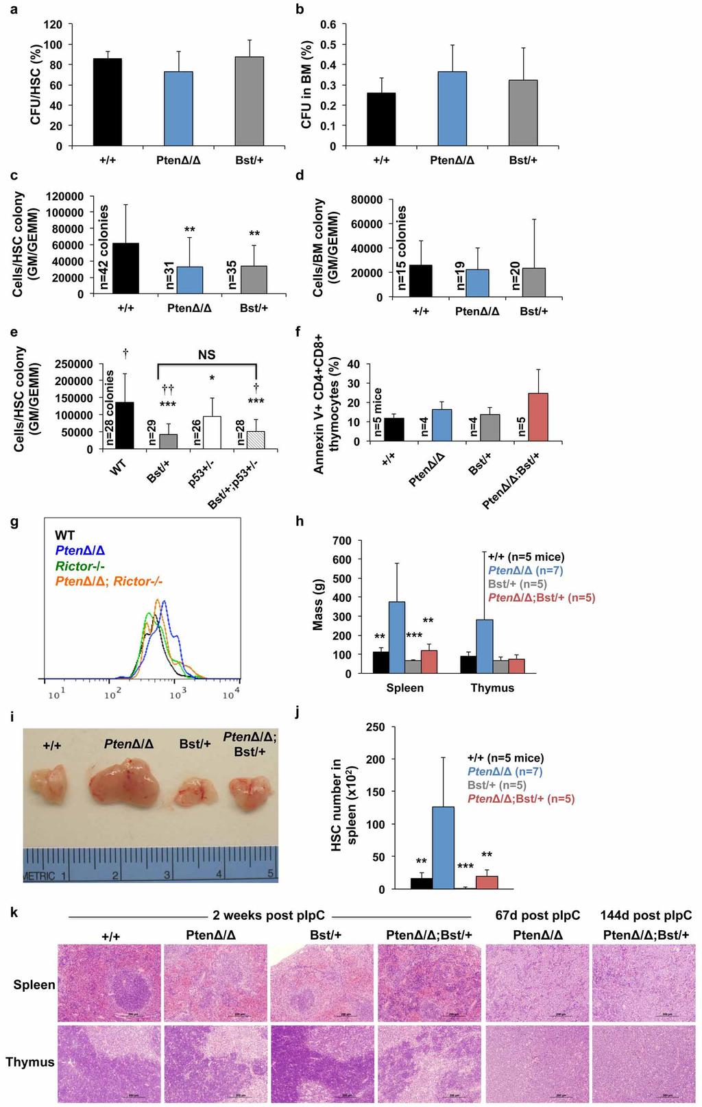 ARTICLE RESEARCH Extended Data Figure 6 Rpl24 Bst/1 and Pten-deficient progenitors form colonies with normal cellularity but Rpl24 Bst/1 impairs the development of haematopoietic neoplasms after Pten