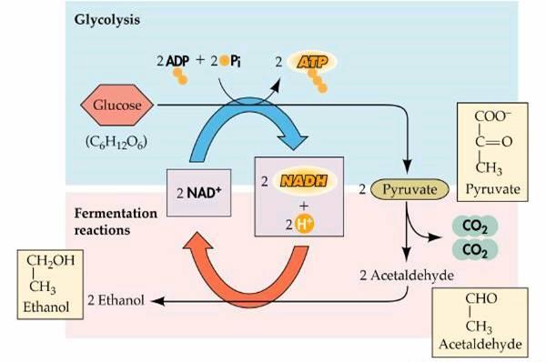 METABOLISM OF CARBOHYDRATES Glucose anaerobicaly decomposed in six main taypes of