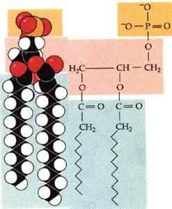 LIPIDS Fats are hydrolysed by microbial lipase to glycerol and fatty acids Some M.O.