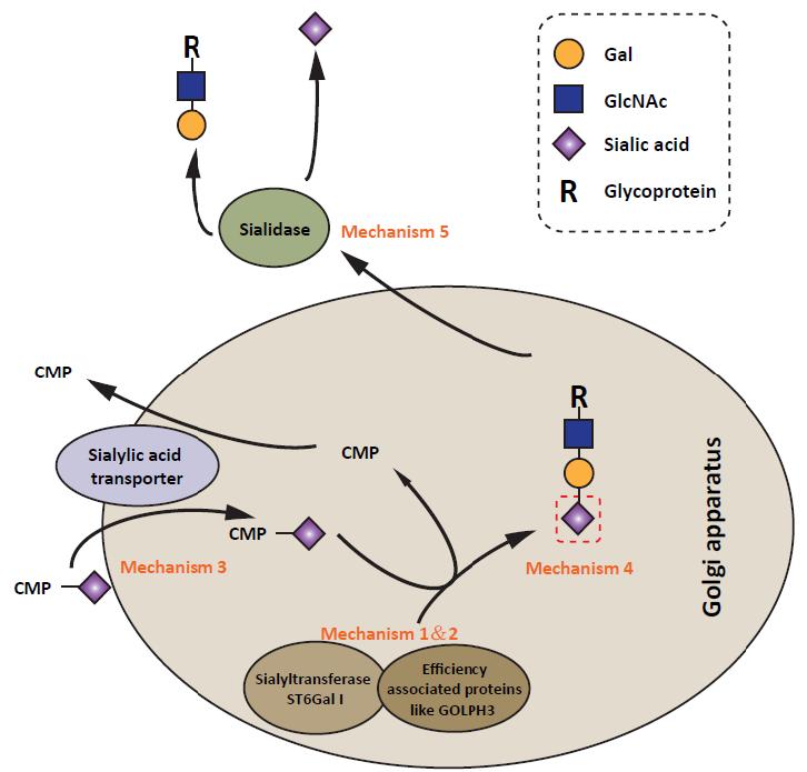 Molecules 2015, 20 7517 Figure 2. Schematic representation of the regulation of α2,6 sialylation expression.