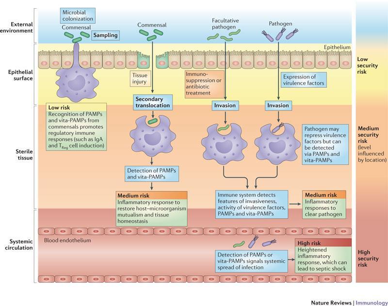 ROLE OF BACTERIA IN HEALTH AND DISEASE Blander & Sand Beyond pattern recognition: five immune