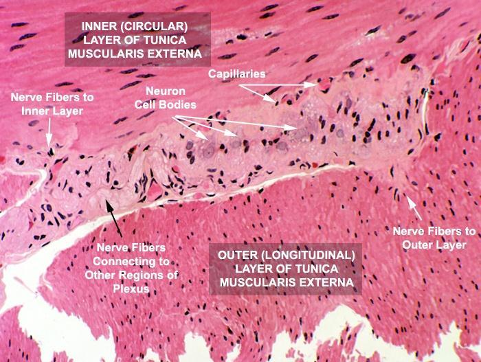 Muscularis mucosae: Few layers of smooth muscle fibers.