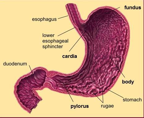 Stomach It has 4 regions: cardia, fundus, body, and
