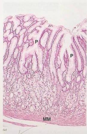 NO glands. 2 smooth muscle layers: 1- Inner circular. 2- Outer longitudinal. Serosa C.T. covered by mesothelium.