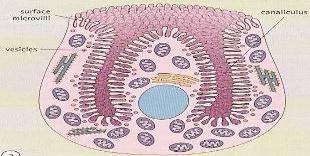 Surface epithelium: simple columnar mucus-secreting cells. 2.