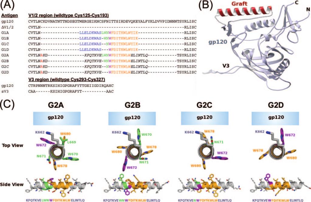 VOL. 81, 2007 ENGINEERED gp120 ENGRAFTED WITH 4E10 EPITOPE 4273 FIG. 1. (A) MPER-grafted gp120 antigens. The antigens were designed using JR-FL gp120 as a template.