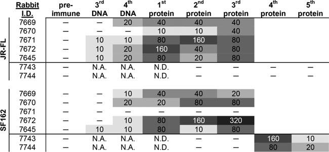 VOL. 81, 2007 ENGINEERED gp120 ENGRAFTED WITH 4E10 EPITOPE 4279 FIG. 6. End-point titration of rabbit anti-gp120 antibody.