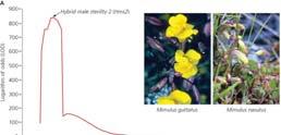 GENETICS BASIS OF POSTZYGOTIC ISOLATION Bateson-Dobzhansky- Muller incompatibilties (B- D-M): arise from epistatic interactions at two or more loci In these closely related Mimulus spp.