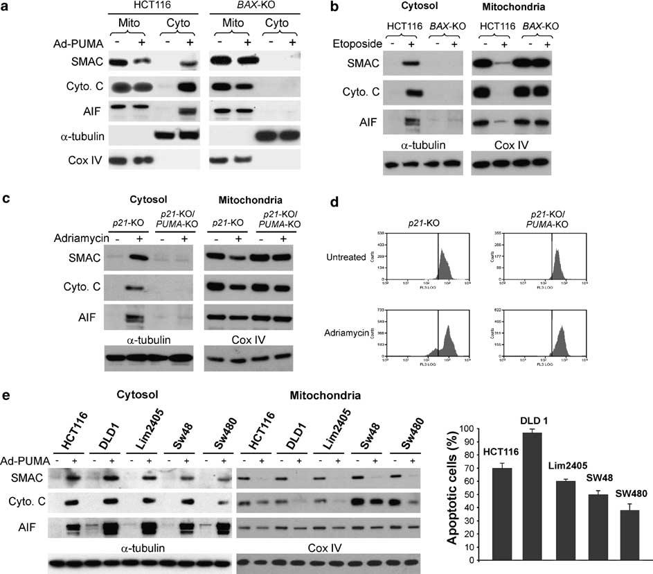 4191 Figure 1 PUMA induces the release of mitochondrial apoptogenic proteins in colon cancer cells. (a) Bax-dependent release of mitochondrial apoptogenic proteins induced by PUMA.