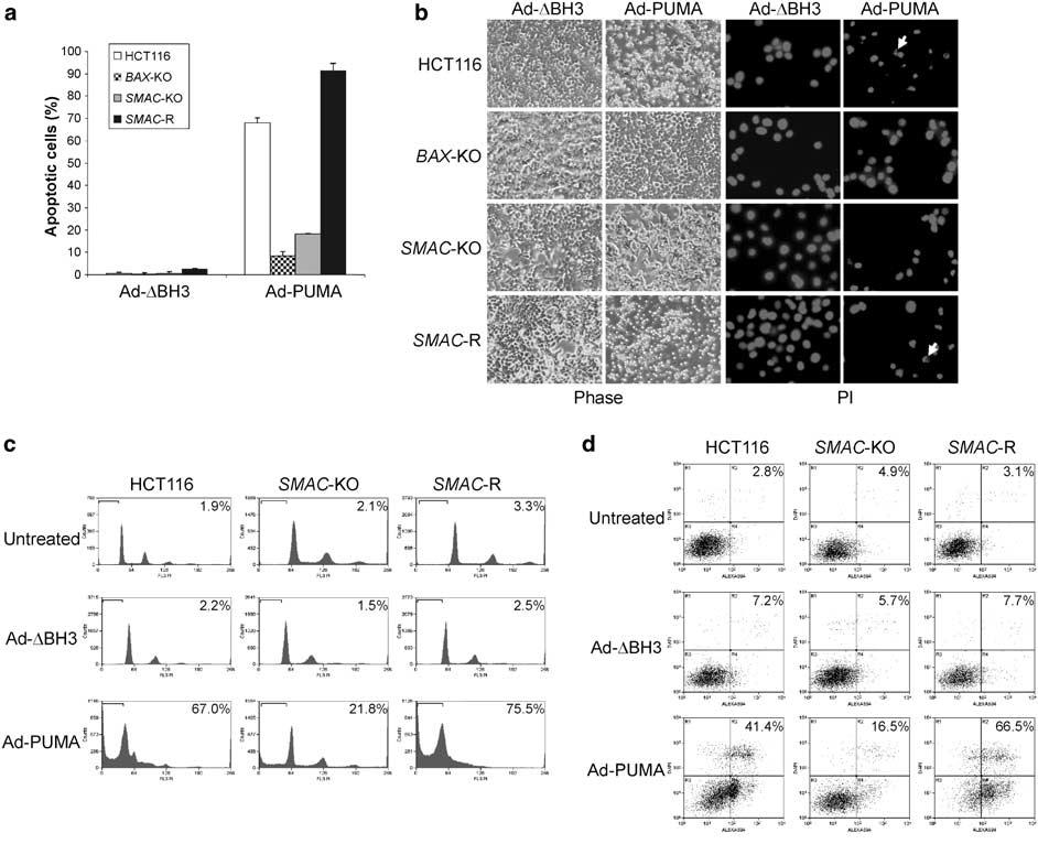 4192 Figure 2 PUMA-induced apoptosis is inhibited in SMAC-knockout HCT116 cells.