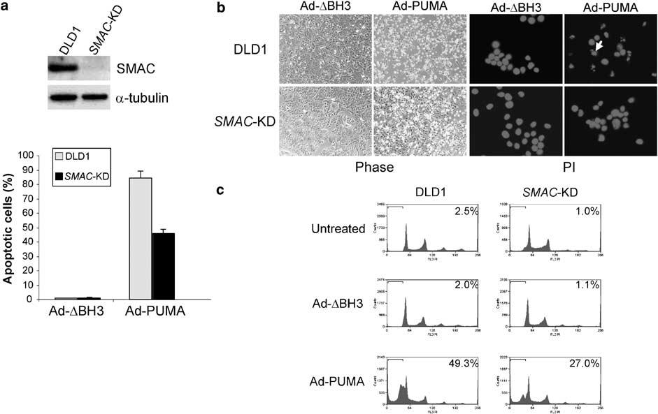 4193 Figure 3 PUMA-induced apoptosis is inhibited in SMAC-knockdown DLD1 cells. Parental and SMAC-knockdown (SMAC-KD) DLD1 cells were infected with Ad-PUMA and Ad-DBH3 for 48 h.