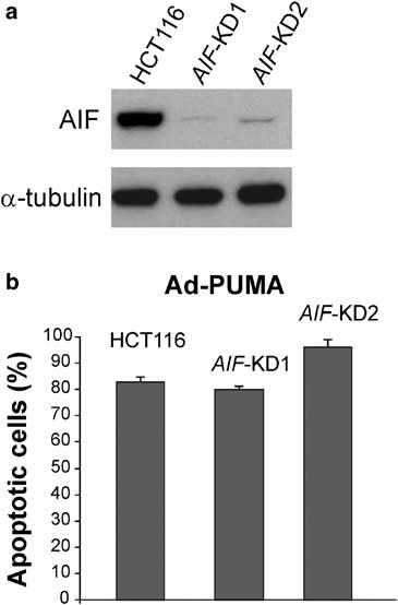 4194 Figure 4 PUMA-induced apoptosis in AIF-knockdown cells. (a) RNAi knockdown of AIF. HCT116 cells were transfected with an AIF RNAi construct.