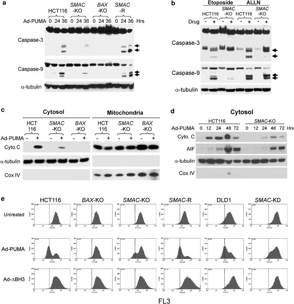 4195 Figure 5 Deficiencies in caspase activation and mitochondrial apoptotic pathway in SMAC-deficient cells. (a) Caspase cleavage following Ad-PUMA infection.