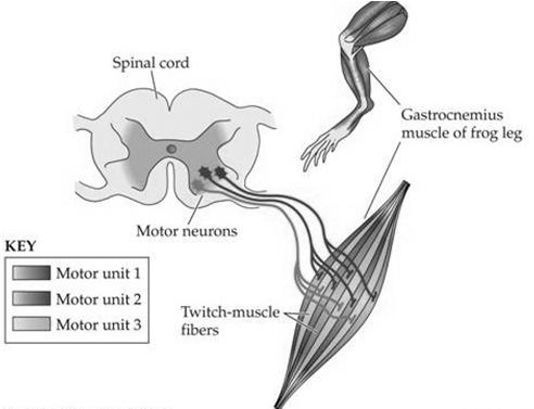 The Motor Unit (Fig 20.15) 1. one somatic motor neuron & all the skeletal muscle cells (fibers) it stimulates A. One nerve cell supplies on average 150 muscle cells that all contract in unison. 2. muscle fiber in contact with only one motor neuron 3.
