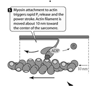myosin unbinds ADP and