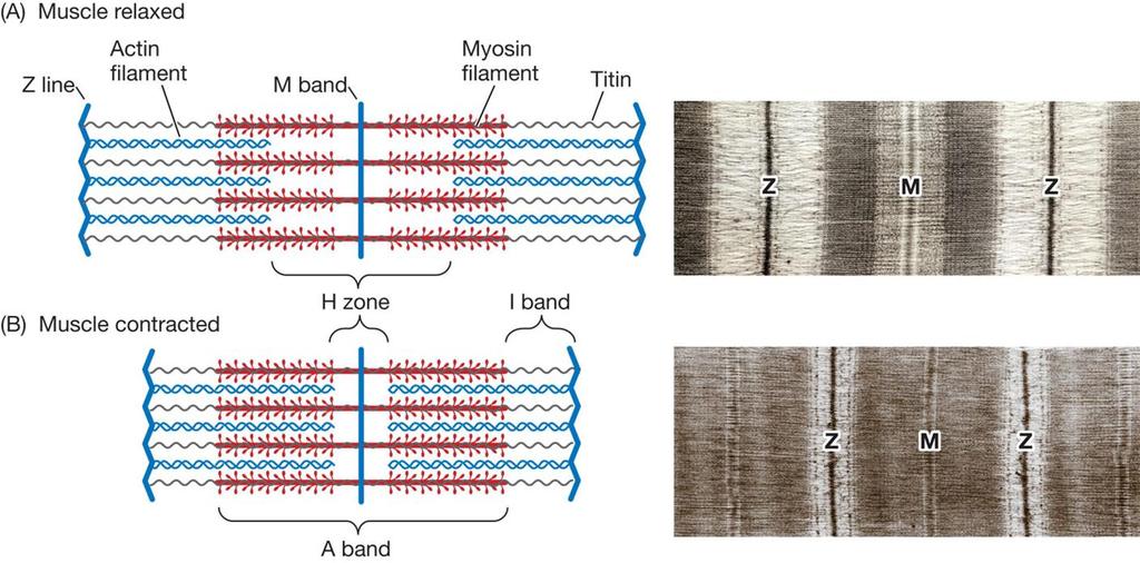 ACTIN AND MYOSIN FILAMENTS SLIDE IN RELATION TO EACH OTHER DURING MUSCLE CONTRACTION When muscle contracts and shortens, sarcomeres shorten