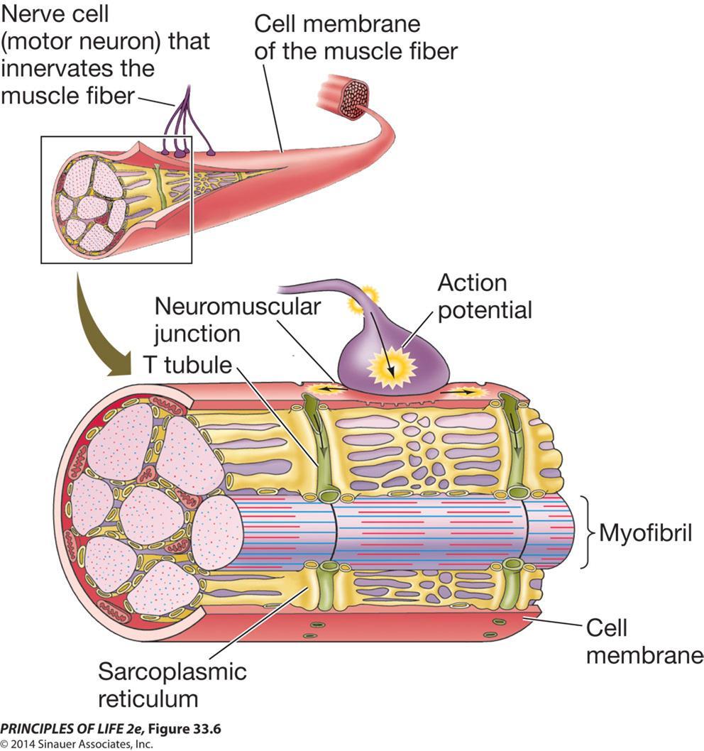 EXCITATION LEADS TO CONTRACTION, MEDIATED BY CALCIUM IONS Excitation contraction coupling: process by which excitation of a muscle fiber leads to contraction; Ca 2+ plays an important role Muscle