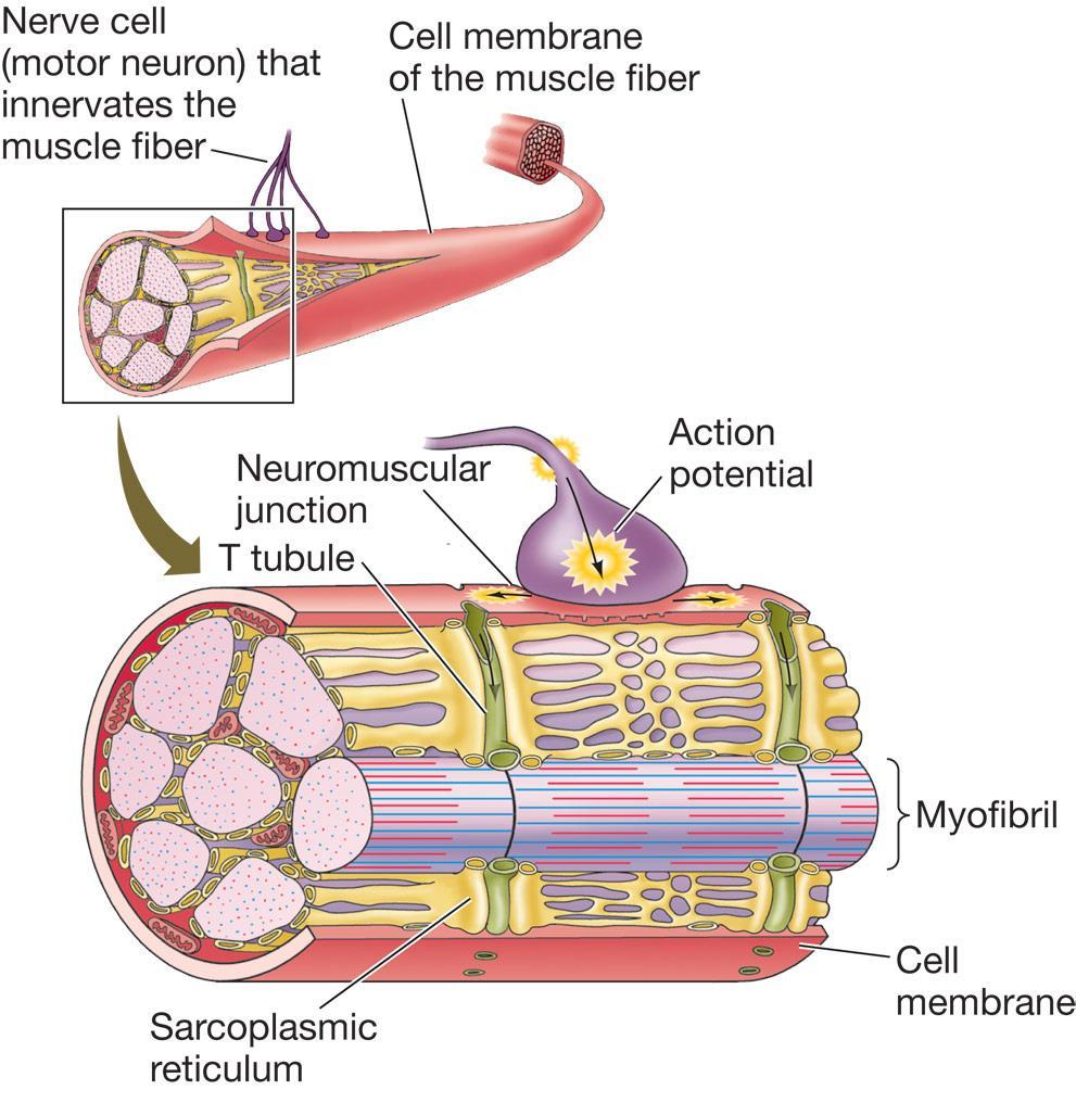 1. Black arrows symbolize an impulse of action potential. When an action potential is an axon arrives at a neuromuscular junction 2. It initiates an action potential in the muscle fiber cell membrane.