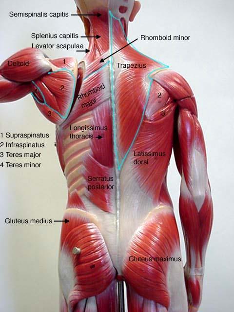 INTRODUCTION Skeletal muscles vary in performance.
