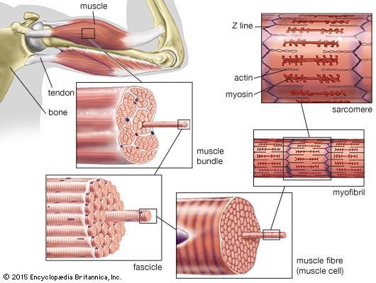contractile mechanism in vertebrate skeletal muscle This is the type of muscle that is