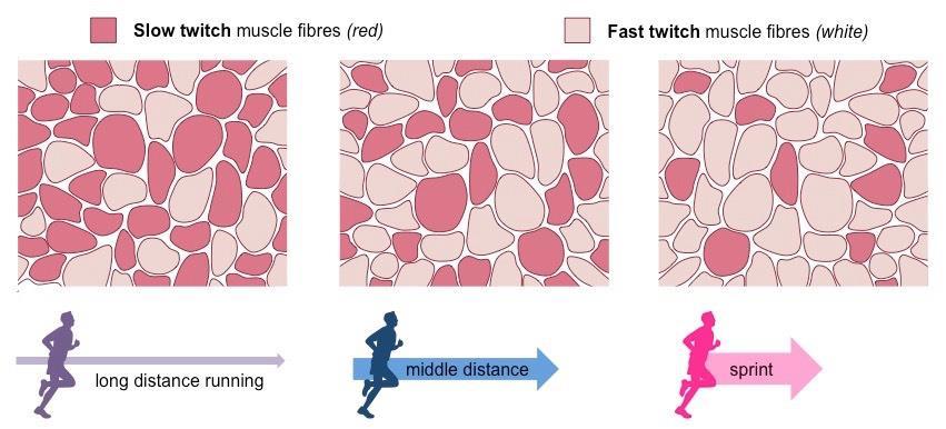 MUSCLE CELL TYPES AFFECT POWER OUTPUT AND ENDURANCE Different muscles use