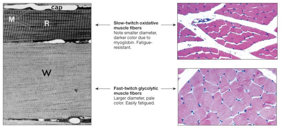 Myoglobin speeds entry of O 2 into cells.