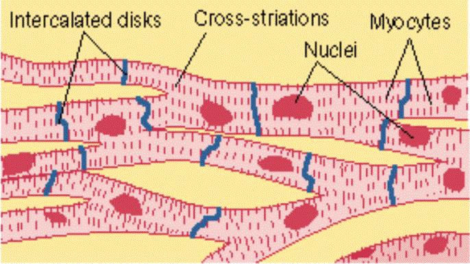 Adjacent cells are electrically connected by gap junctions in intercalated discs.