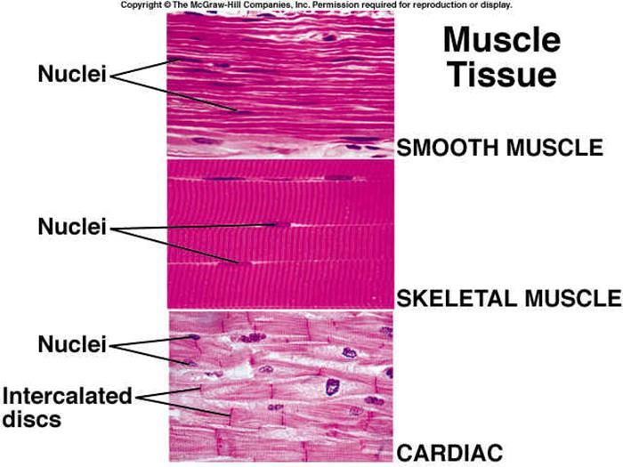 Smooth muscle does not appear