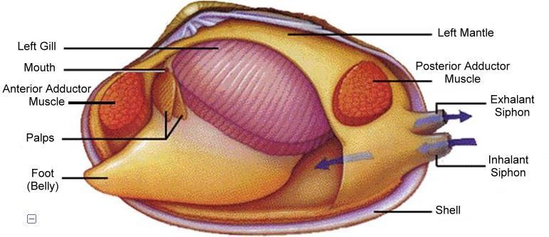 CATCH MUSCLE IN CLAMS AND SCALLOPS STAY CONTRACTED WITH LITTLE ATP USE The adductor muscles sometimes need to remain contracted for long periods of time when predators are