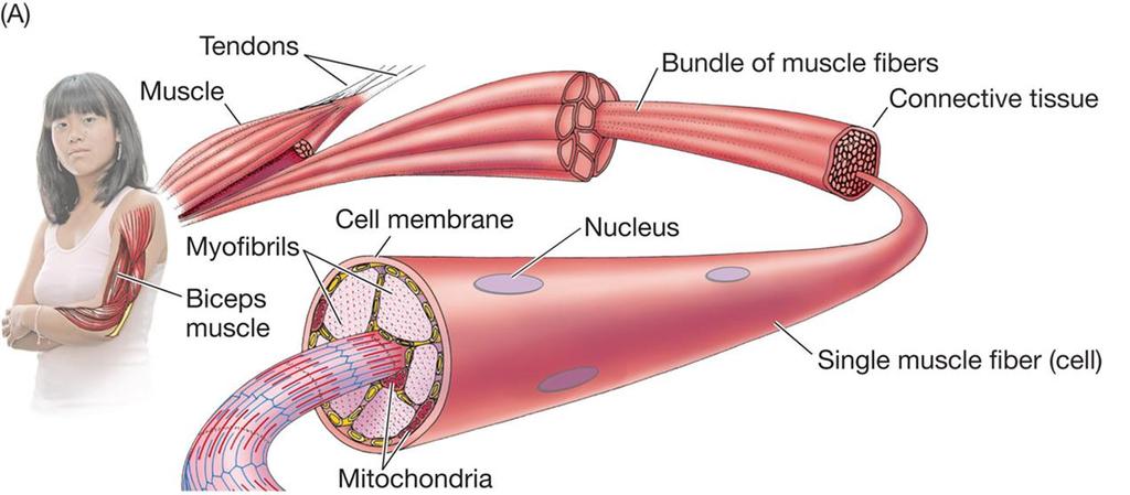 A skeletal muscle is made up of many bundles of