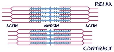 ACTIN AND MYOSIN FILAMENTS SLIDE IN RELATION TO EACH OTHER DURING MUSCLE CONTRACTION Muscle