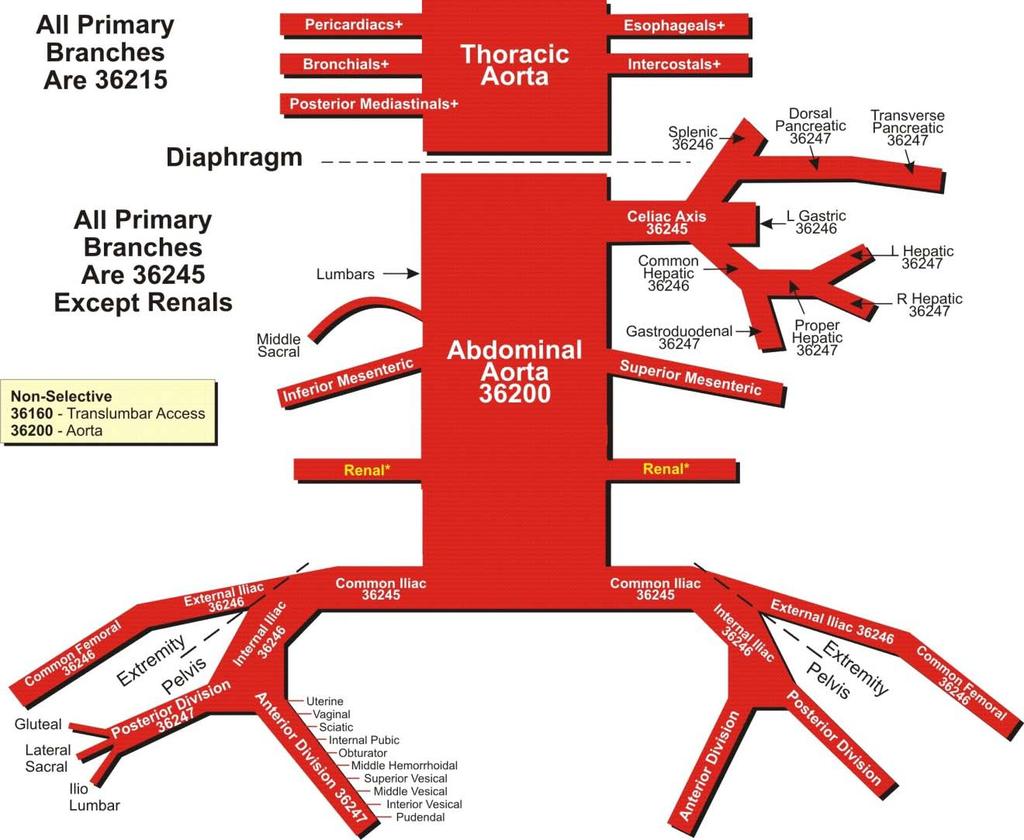 Arterial Map of the Thorax, Abdomen and Pelvis Angiography 75605 (-26) Aortography, thoracic 75625 (-26) Aortography, abdominal by serialography 75630 (-26) Aortography, abdominal + bilat iliofemoral