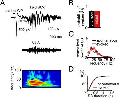 We first determined whether the normal physiological pattern of spindle-bursts and sensory-evoked responses are preserved in the superfused barrel cortex by comparing the activity in the barrel
