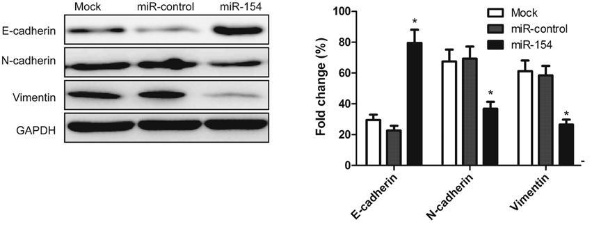 3058 lin et al: mir-154 suppresses NSCLC growth Figure 5.
