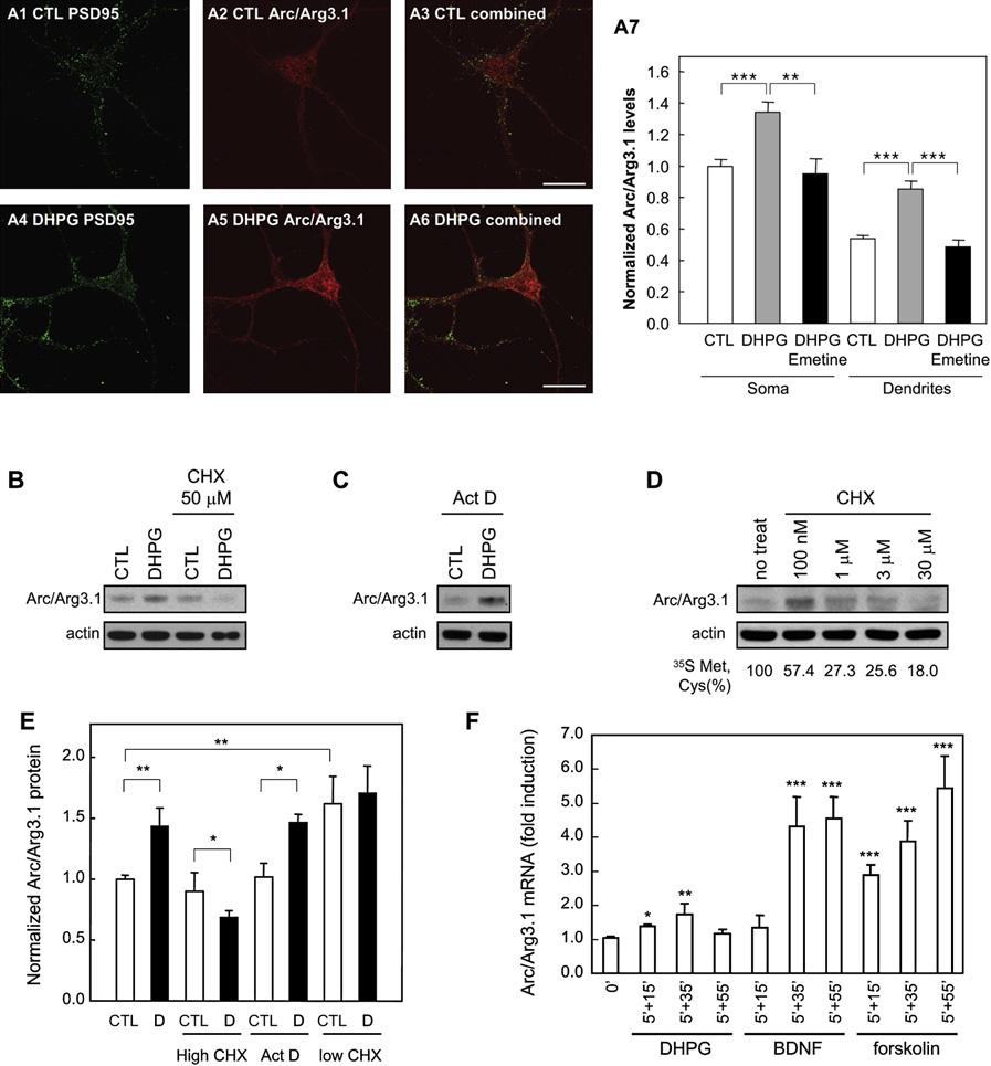 Figure 2. Arc/Arg3.1 Protein Is Rapidly Synthesized by Group I mglur Activation (A) Stimulation of hippocampal neurons with DHPG (50 mm) for 5 min increased Arc/Arg3.