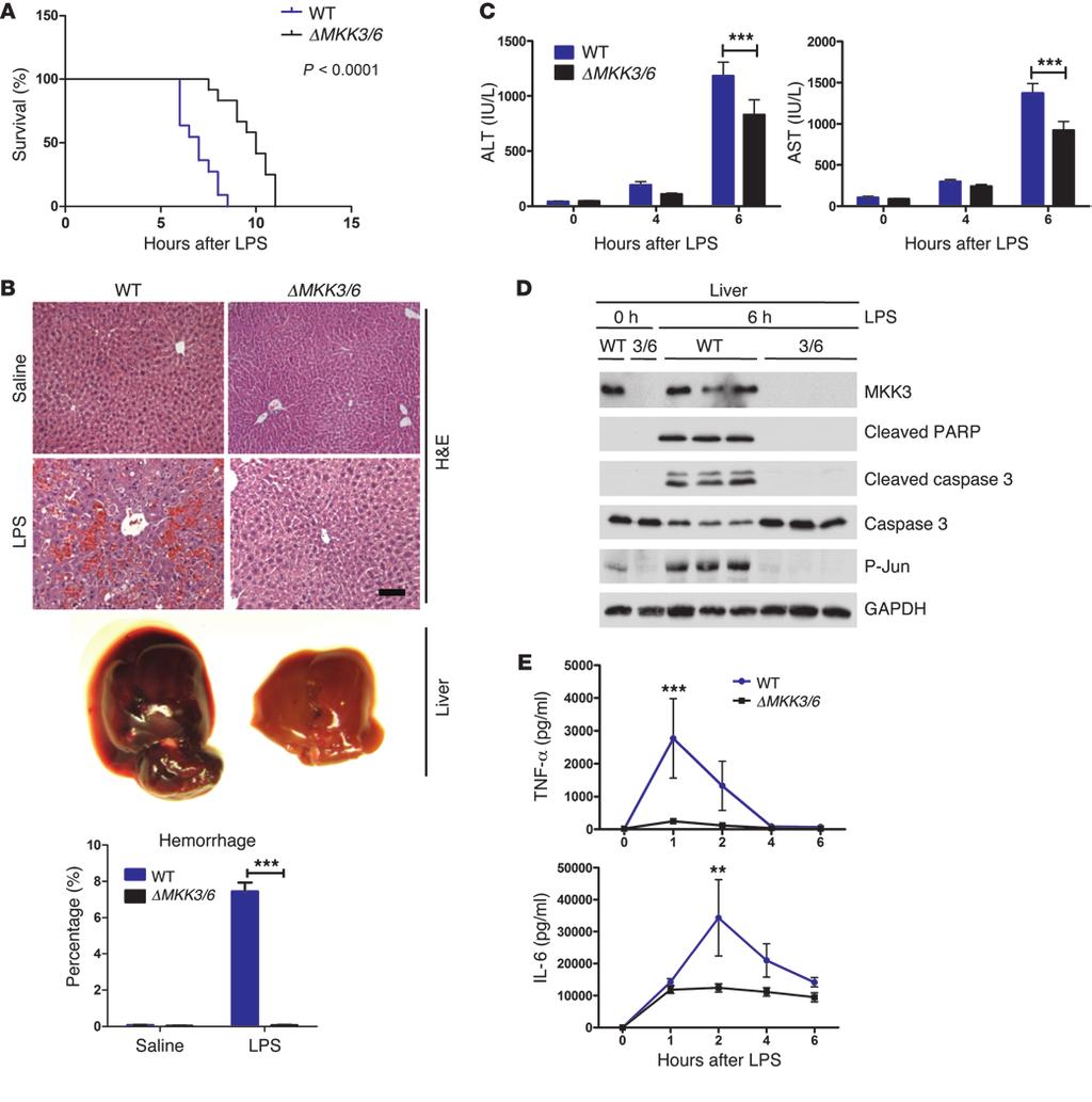 Figure 1 ΔMKK3/6 mice are protected against LPS-induced liver damage. WT and Mkk3 / Mkk6 /+ mice (ΔMKK3/6) were treated with D-gal+LPS or saline.