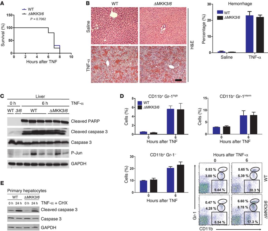 Figure 3 ΔMKK3/6 mice are not protected against TNF-α induced liver damage. WT and ΔMKK3/6 mice were i.v. injected with 10 μg/kg ΤΝF-α plus 1 g/kg D-gal (TNF-α/Gal) or with saline.